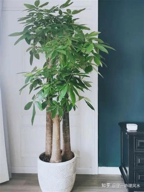 客厅摆放什么植物聚财?风水植物摆放注意事项!_客厅适合摆放什么绿植,第3张 客厅摆放什么植物聚财?风水植物摆放注意事项!_客厅适合摆放什么绿植,第3张